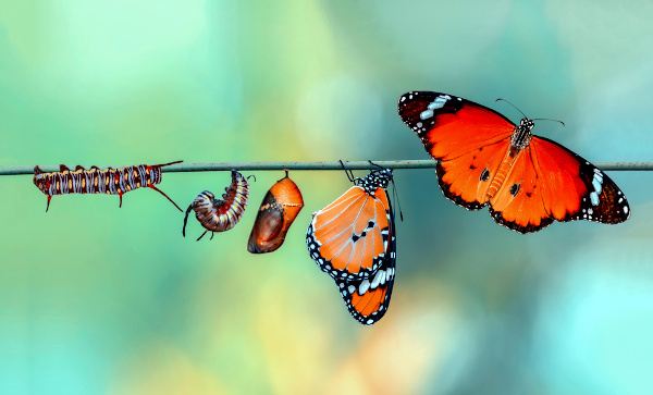 Metamorfose: lagarta, crisálida e borboleta sobre um galho